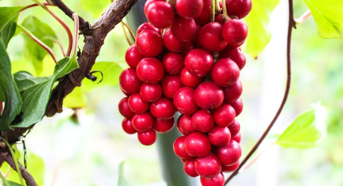 Schizandra