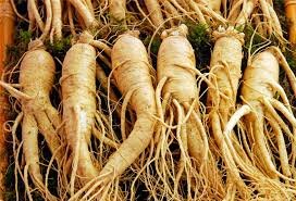Ginseng